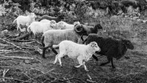 MAGNA ⟩ Small Estonian island teamed up with Indian giant: “The goal is to create something that the world has never seen before!”