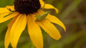 PM OTHER WORLD PEAK >Susan Cold’s mixed-up performance: it was not ordinary cross-country