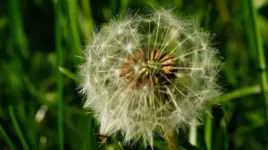 The French are buying Ukrainian bank