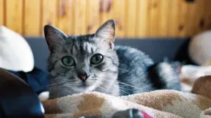 Hail! Siret Kotka, who has retired from politics and public life, is getting married