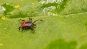The tick season may be more intense this year