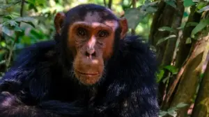 These primates can kill friends with a glance – is that the key to understanding warring people?