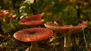 WARNING: The beautiful shrub growing in Estonian nature is deadly poisonous